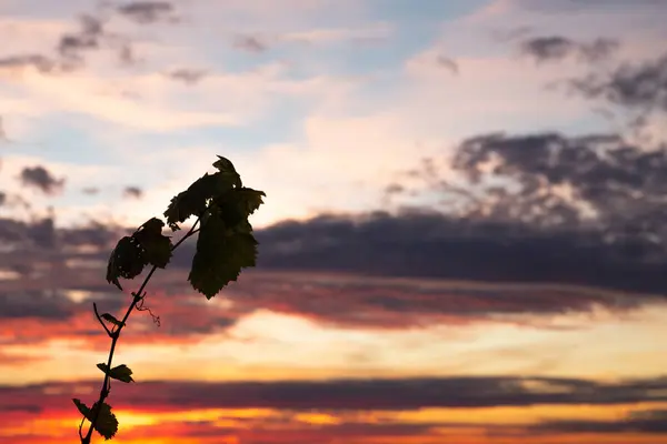 Μια Σιλουέτα Από Αμπελόφυλλα Συννεφιασμένο Ουρανό Κατά Διάρκεια Του Ηλιοβασιλέματος — Φωτογραφία Αρχείου