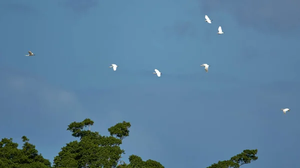 Tiro Ángulo Bajo Una Bandada Pájaros Volando Con Clima Sombrío — Foto de Stock