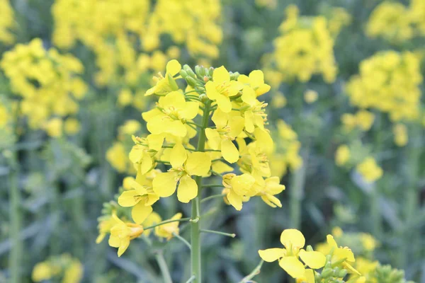 Közeli Rapeseed Brassica Napus Virágok Területen — Stock Fotó