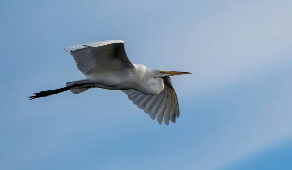 Une Vue Oiseau Ciconiiformes Vole Dans Ciel Bleu — Photo