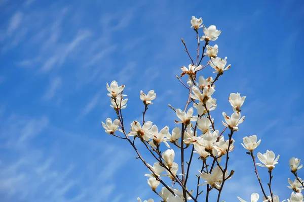 Den Blommande Magnolia Mot Molnig Himmel — Stockfoto