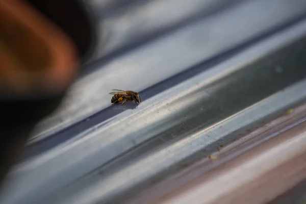 Ένα Κοντινό Πλάνο Μιας Μέλισσας Μια Πλαστική Κυματοειδή Οροφή — Φωτογραφία Αρχείου