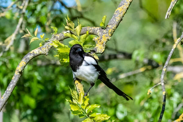 Una Urraca Eurasiática Pica Pica Hermoso Pájaro —  Fotos de Stock