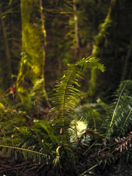 米国ワシントン州の太平洋岸北西部の森の中で成長しているシダの垂直ショット — ストック写真