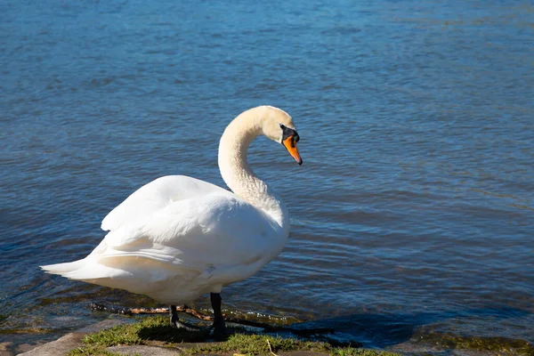 Белый Лебедь Машущий Крыльями Река Мозель Германии Водоплавающие Птицы Животные — стоковое фото