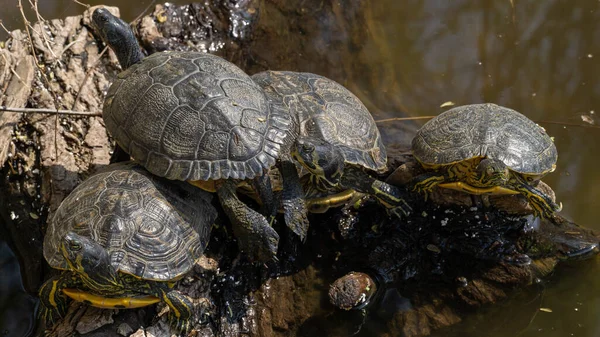 太陽の光に照らされた池の岩の上に描かれた亀の家族 — ストック写真