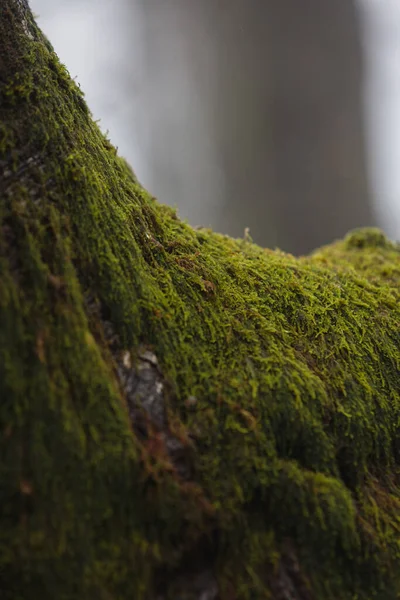 Μια Λεπτομέρεια Ενός Πράσινου Δέντρου Βρύα Που Αναπτύσσεται Στο Δάσος — Φωτογραφία Αρχείου
