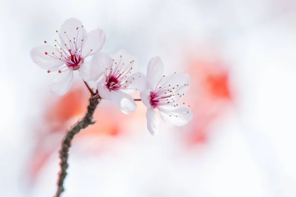 Closeup Shot Cherry Blossoms Blurry Background — Stock Photo, Image