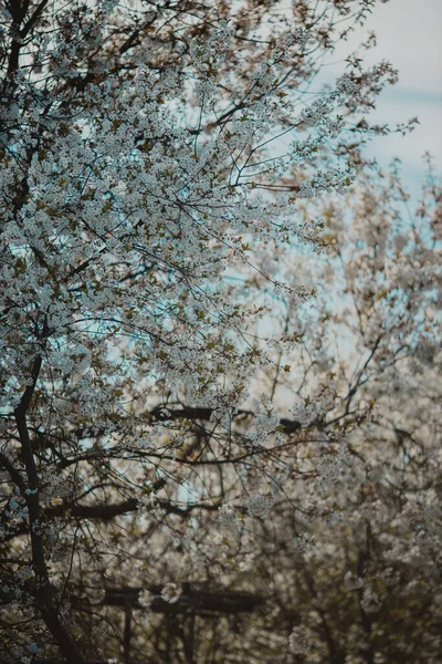 Bulanık Bir Arkaplanda Çiçek Açan Bir Ağaç Dalının Dikey Görüntüsü — Stok fotoğraf