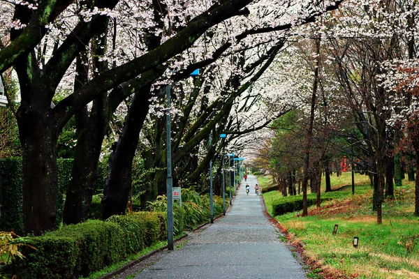 日本の上野寺の桜の美しいショット — ストック写真