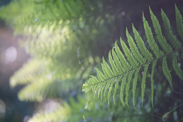 Een Selectieve Focus Shot Van Varenbladeren Het Bos — Stockfoto