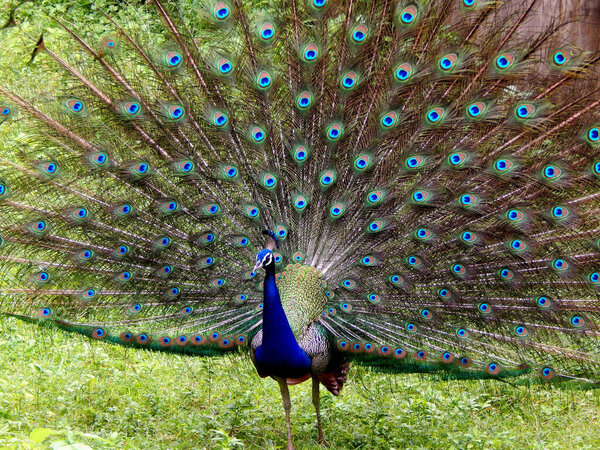 A peacock displaying its beautiful open tail