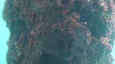 Suyun altındaki yosunlu taşın üzerinde bir yengeç