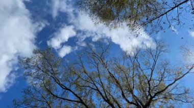Düşük açılı, mavi gökyüzü, kabarık beyaz bulutlar ve rüzgarda esen ağaçlar.