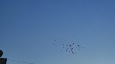 Mavi gökyüzünde uçan kuş sürüsünün güzel bir görüntüsü.