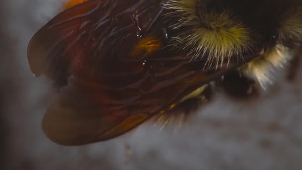 Ein Blick Auf Eine Sich Bewegende Mason Biene Licht — Stockvideo
