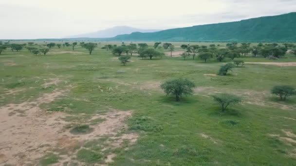 Drone Angolo Alto Della Savana Verde Con Impala Pascolo — Video Stock