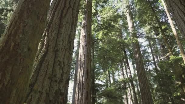 Het Uitzicht Hoge Bossen Het Cathedral Grove Forest Vancouver Island — Stockvideo