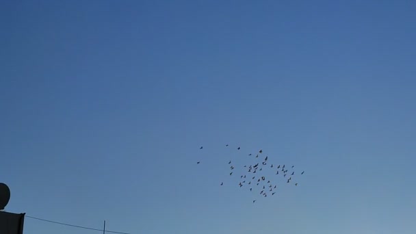 Vacker Bild Flock Fåglar Som Flyger Den Blå Himlen — Stockvideo