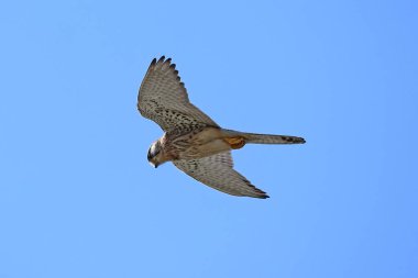 Mavi gökyüzünün altında uçan bir kerkenezin alçak açılı görüntüsü.