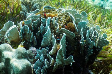 Clark 'ın mercanda saklanan anemonik balığının yakın çekimi..