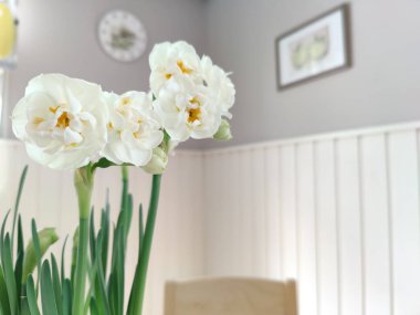 Beyaz Narcissus gelinlik çiçeğinin yakın çekimi oturma odasındaki vazoda.