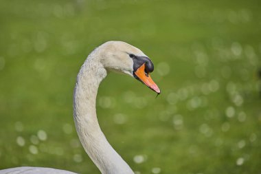 Yeşil çimen arka planında sessiz bir kuğunun sığ odağı bulanık