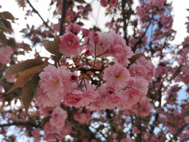 Ağaçta pembe çiçekler açan bir kiraz ağacı.