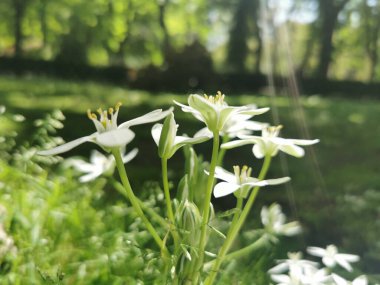 Güneşli bir havada, arka planda bulanık bir parkta beyaz klematis çiçeklerinin yakın çekimi.