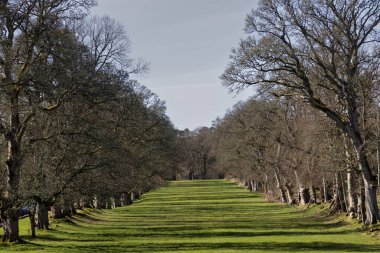 Çıplak kış ağaçlarının uzak kapılara götürdüğü bir cadde.