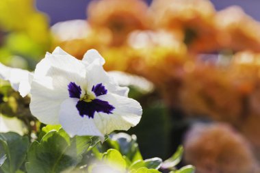 Bulanık bir arka planda beyaz bir nonoş çiçeğinin manzarası.
