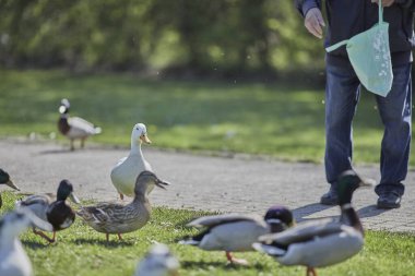 Güneşli bir günde parktaki ördekleri besleyen yetişkin bir adamın güzel bir fotoğrafı.