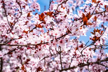Bahar elması çiçekleri olan bir yakın çekim - vahşi pembe elma çiçekleri
