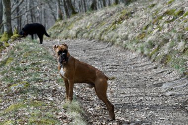 Baharda arka planda siyah bir köpekle birlikte güzel bir boksör köpeği gözlem altında. Burası Fransa 'da Lyon' a yakın..