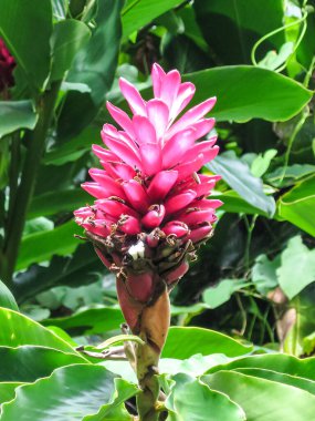 Bahçede yetişen Hawaii kızıl çiçeğinin dikey görüntüsü.