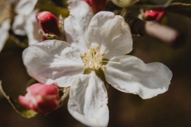 Beyaz çiçeklerle açan elma dalına yakın plan..