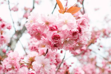 Baharda pembe çiçekli ağaç, Prunus Serrulata Kanzan, Japon kiraz çiçeği