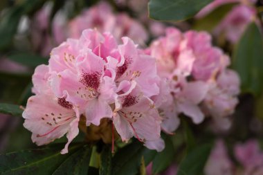 Bir bahar günü pembe Rhododendron çiçekleri.