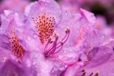 bir bahar nesnesinin güzel renkli fotoğrafı