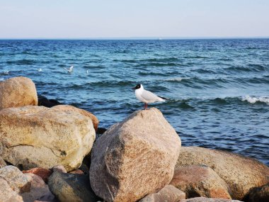 Deniz kıyısındaki bir taşın üzerinde bir martıya yakın çekim.