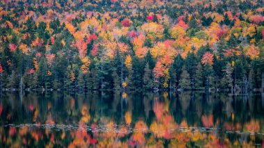 Aynalı gölün manzarası ve İngiltere 'deki renkli ormanın yansıması.