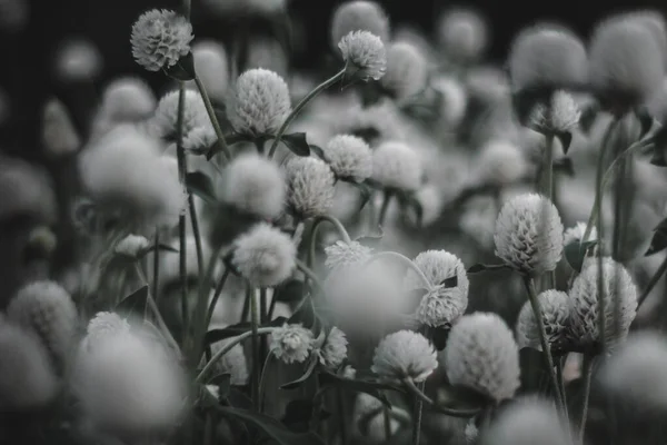 Eine Graustufe Von Gomphrena Blumen Einem Garten Vor Verschwommenem Hintergrund — Stockfoto