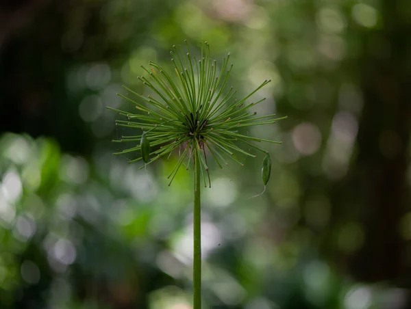 Közelkép Egy Papír Nád Bokeh Háttér — Stock Fotó