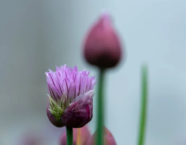 Eine Nahaufnahme Von Einem Knoblauchschnittlauch Der Frühling Blüht — Stockfoto
