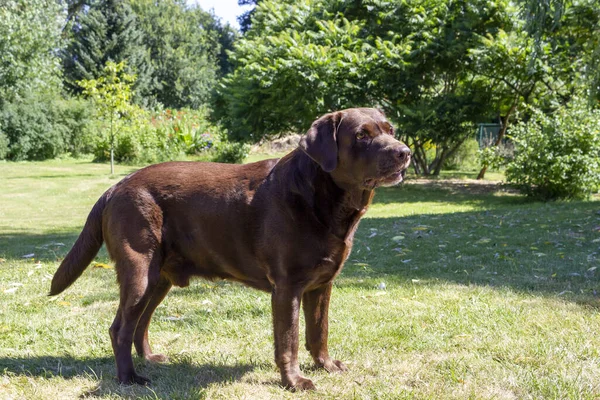 一只巧克力拉布拉多猎犬站在花园里的草地上的特写镜头 — 图库照片