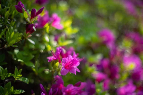 Селективный Фокус Выстрелил Фиолетовые Цветы Азалии Саду — стоковое фото