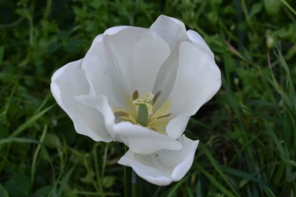 Een Close Shot Van Bloeiende Witte Tulp Geïsoleerd Groene Natuur — Stockfoto