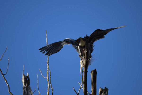 Снимок большой голубой цапли, сидящей на краю ветки дерева на голубом фоне неба