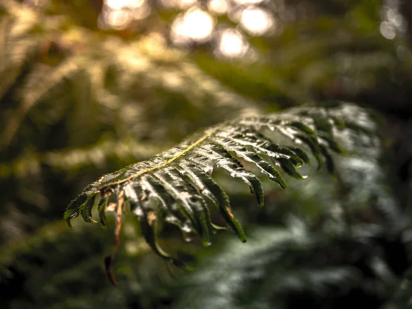 米国ワシントン州の太平洋岸北西部の森の緑のシダの葉の閉鎖ショット — ストック写真