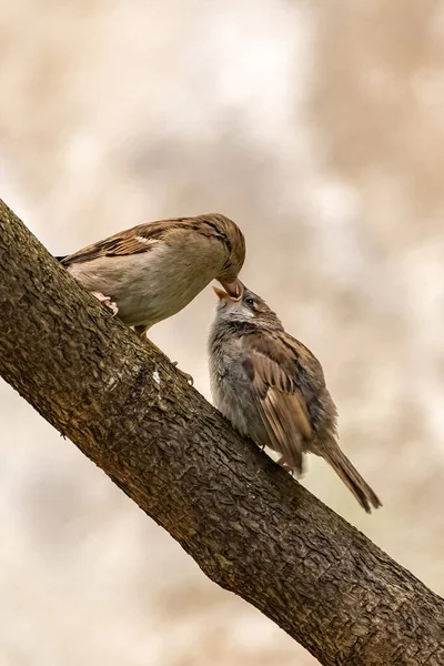 Bébé Moineau Attend Que Mère Nourrisse — Photo